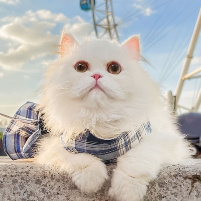 Adjustable Cat Harness Leash Set with JK Skirt Design