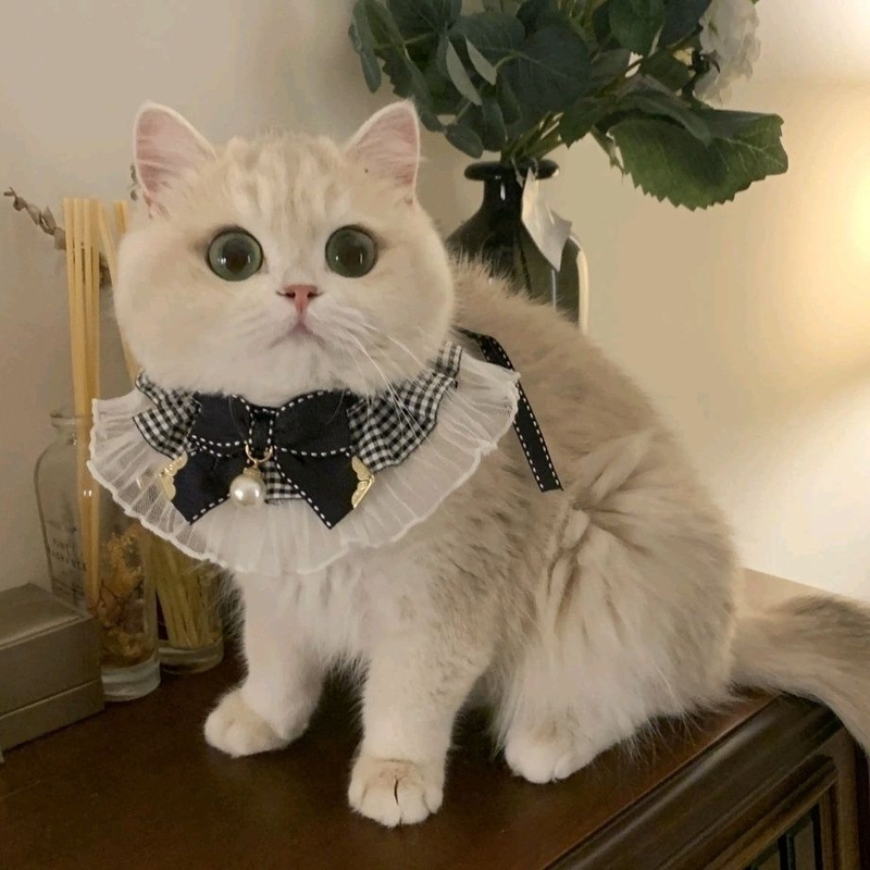 Mint Fresh Lace Bib Collar for Cats with Adjustable Tie
