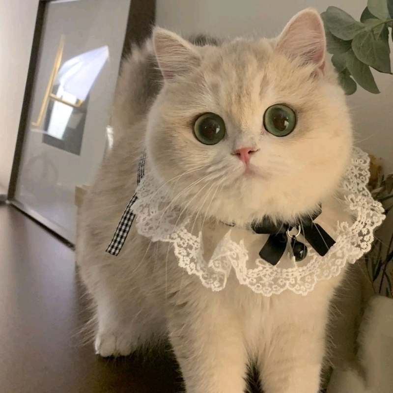 Mint Fresh Lace Bib Collar for Cats with Adjustable Tie