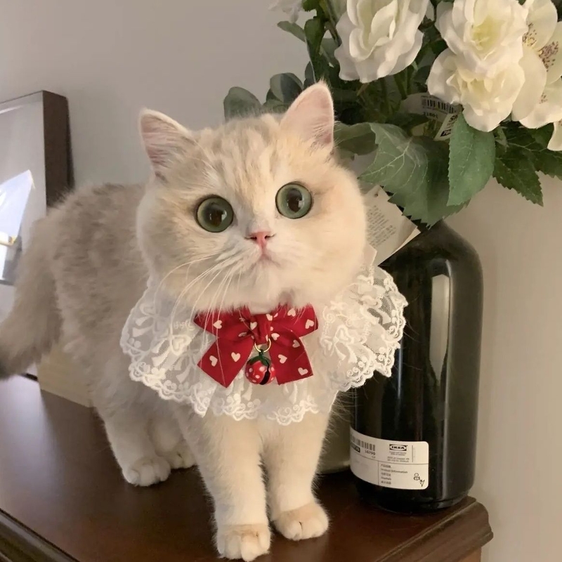 Mint Fresh Lace Bib Collar for Cats with Adjustable Tie